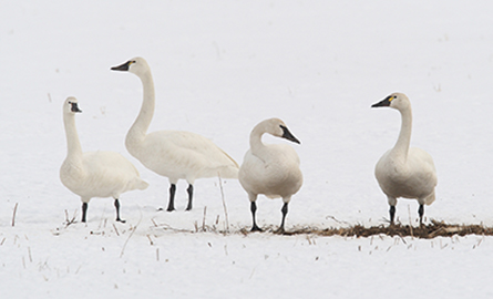 Three tundra swans in the snow.