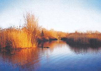 a serene wetland scene, with golden reeds lining a calm body of water under a clear blue sky.