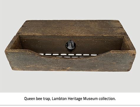 Queen bee trap 