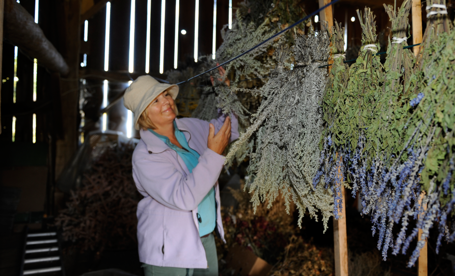 White woman in purple jacket drying lavender from barn rafters.