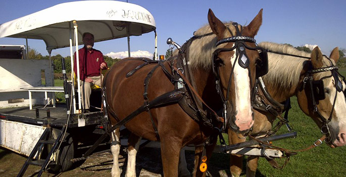 Horse and wagon.